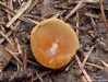 řasnatka vlhkomilná (Houby), Peziza udicola (Fungi)